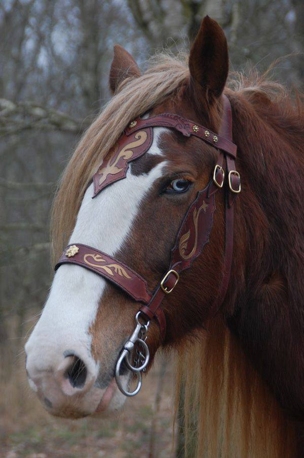 Beautiful Shire mare named Etain with her new bridle